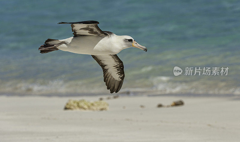 The Flying Laysan Albatross, Phoebastria immutabilis, is a large seabird that ranges across the North Pacific. Papahānaumokuākea Marine National Monument, Midway Island, Midway Atoll, Hawaiian Islands